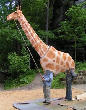 Giraffe