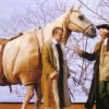 Pferd für "Münchhausen"