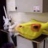 Tiermasken für Anatevka