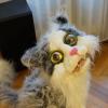 Katze