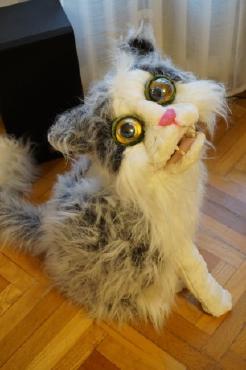 Katze