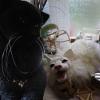 katzen für den kleinen muck