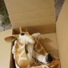 Giraffe zum Klappen